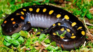 Желтопятнистая амбистома: Одноклеточные водоросли вступили в симбиоз с амфибией