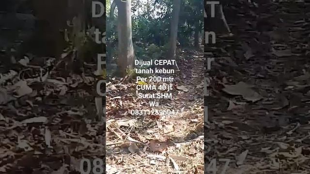 DIJUAL CEPAT TANAH KAVLING PER 200 MTR 40 JT. смотреть онлайн