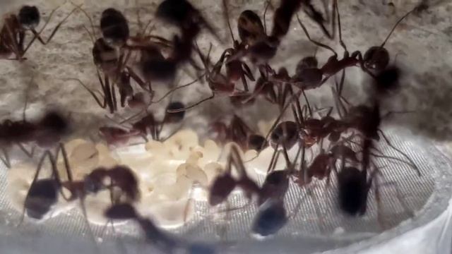 LARGE HARVESTER ANTS! Novomessor Cockerelli. смотреть онлайн