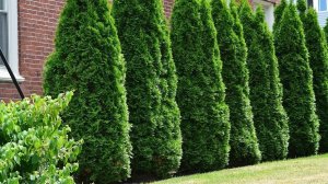 УХОД ЗА ТУЯМИ ВЕСНОЙ
Почему желтеет туя и что делать