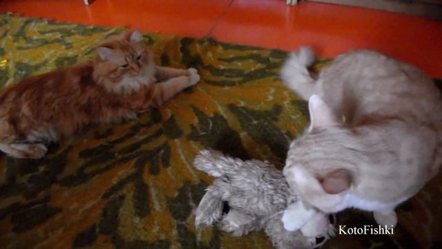 Коты делят Кошку :) | Сats share a toy смотреть онлайн