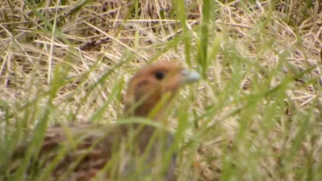 spot the grey partridge смотреть онлайн