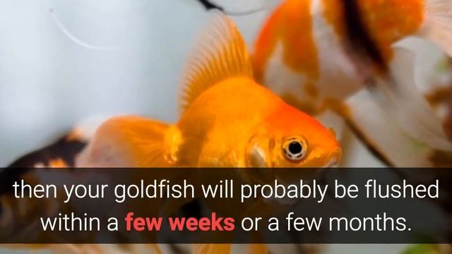 How Long Do Goldfish Live? What Is The Average Lifespan Goldfish смотреть онлайн