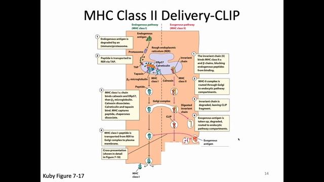 Immunology Fall 2019 Lecture 16: MHC Class II Antigen Processing