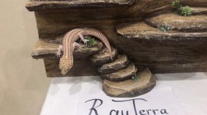 Фон со ступенями для эублефара