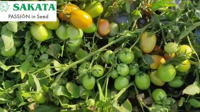 Sakata Oblong segment Tomato emerald best hybrid смотреть онлайн