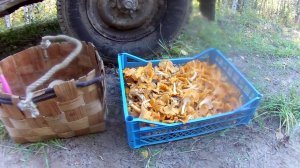 Как заработать на грибах. Собираю лисички на сдачу.