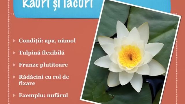 conditii de viata ale plantelor смотреть онлайн