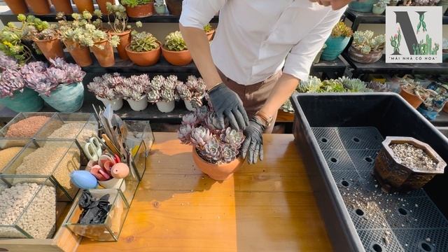 #22 HOW TO PLANT - ECHEVERIA HERA - THÔNG TIN CƠ BẢN - SEN ĐÁ HERA смотреть онлайн