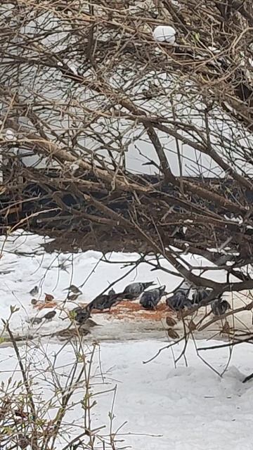 Птицы. Апрель 2025 смотреть онлайн