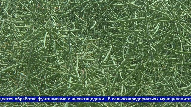 Аграрии Кавказского района работают без сбоев. смотреть онлайн