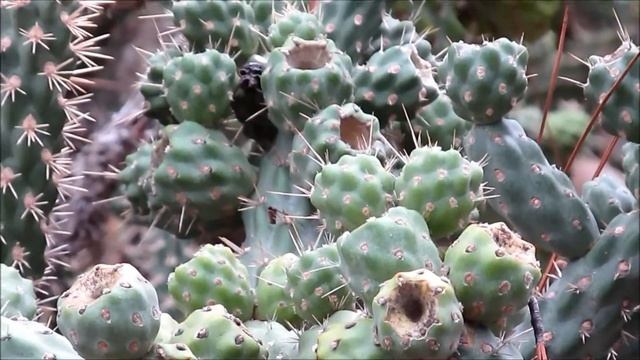 12.8-11.2016, San Clemente, Pio Pico house, Interstate 5 смотреть онлайн