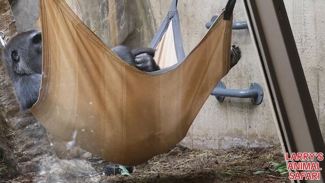 Baby Gorilla - Kunda #55 -The Strongest 1 Year Old ! #gorillas смотреть онлайн