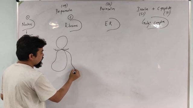 Insulin Biosynthesis Is Easy/ Synthesis and Secretion of Insulin from Beta cells of Pancreas смотреть онлайн