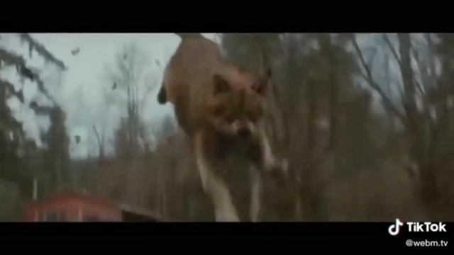 Великая цитата акула смотреть онлайн