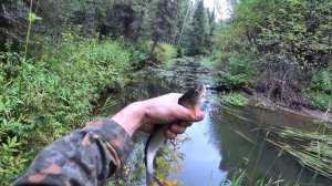 Рыбалка на небольшой речке в глуши #516