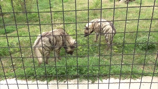 "Тайган"🌺 Леночка и Геночка очаровывают своим обаянием и дружелюбием.💕 #тайган смотреть онлайн