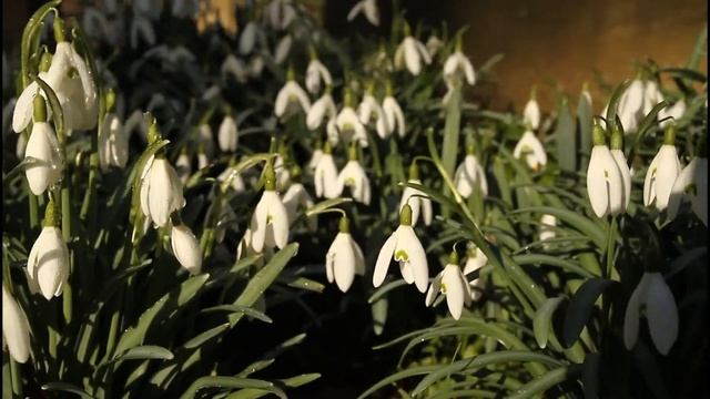Snowdrops.avi смотреть онлайн