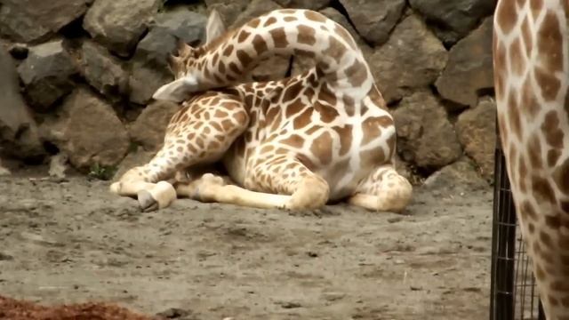 Too Cute! Giraffe calf sleeping.眠るキリンの子供。 смотреть онлайн