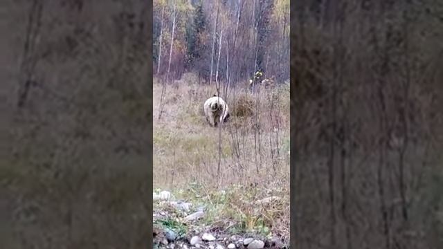 Медведь нападает на бычка. Якутия смотреть онлайн