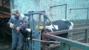 Раскол Ворота для фиксации скота  КРС  МРС