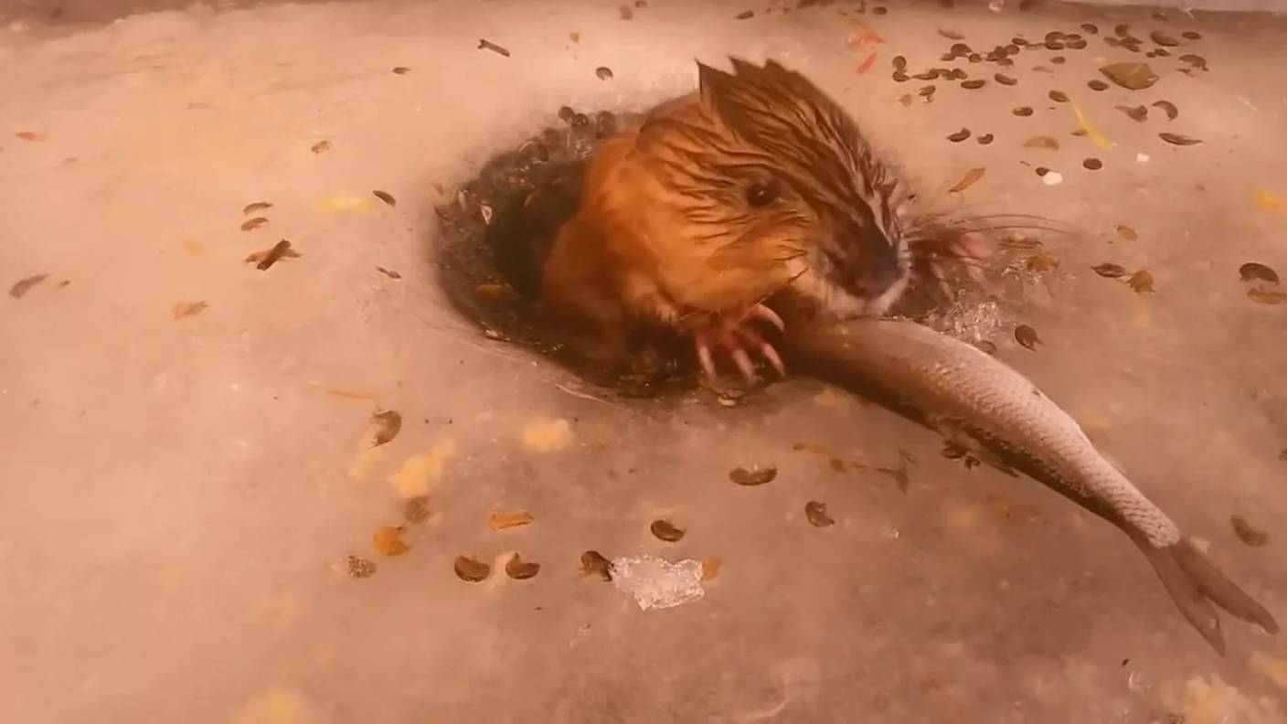 Неожиданности на рыбалке, снятые на камеру. Рыбаки такого не ожидали!!! смотреть онлайн