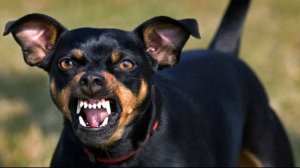 Звук Рычания Злой Собаки. Собака Рычит и Скалится. Злая Собака