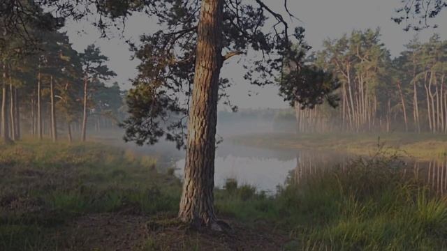 Пруд. 1 час. Легкий плеск волн пруда, Звук сна
