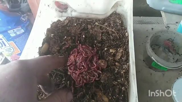 Создаю новый маточник из жителей уличного червячник 05.04 22 смотреть онлайн