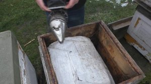 10 апреля. ХОЛОД в чём опасность для ПЧЁЛ