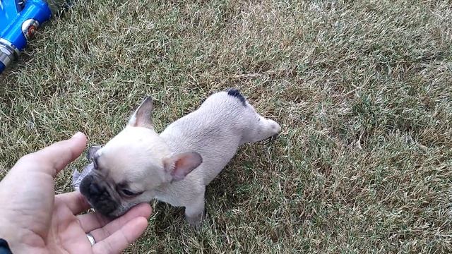 Compact Frenchie pups!!! смотреть онлайн