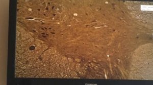 гистология Спиной мозг (Нервная система)