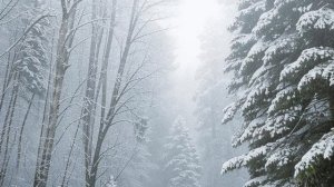 Ветер. 1 час. Завывающий зимний ветер для сна, работы и учебы