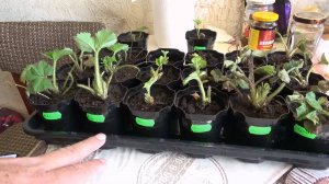 Рассада клубники с Wildberries