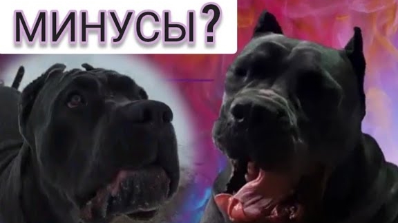 Минусы КАНЕ КОРСО. НЕ СТОИТ ЗАВОДИТЬ!? смотреть онлайн