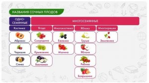 Типы плодов. Распространение плодов и семян в природе.