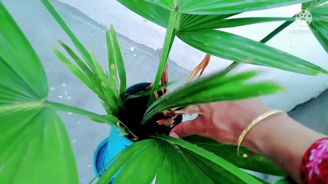 How to save dying china palm plant | Tips To Save Table Palm From Dying | Lets Do Nature смотреть онлайн