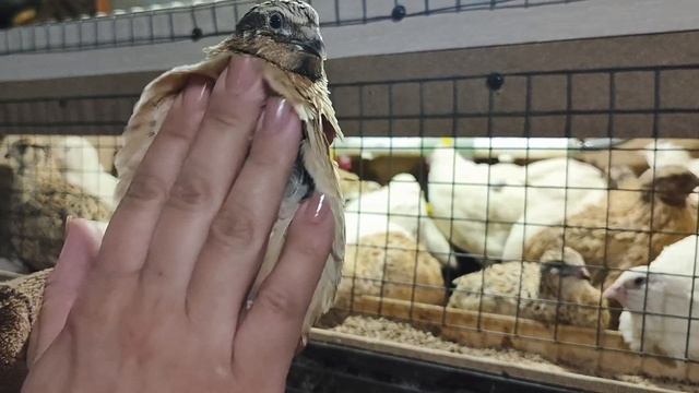 Как определить пол у перепёлок смотреть онлайн