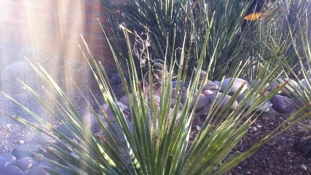 Harris Antelope Squirrels Enjoying Late Afternoon In Tucson смотреть онлайн