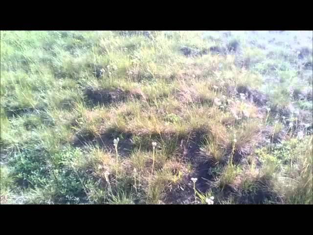 Коп монет на старом аэродроме. смотреть онлайн