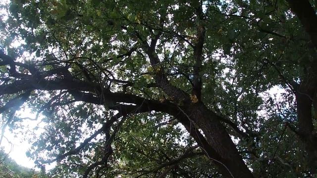 My GoPro Life. The oak tree. Nature. Relax / Дуб. Сарпинский (Full HD) смотреть онлайн