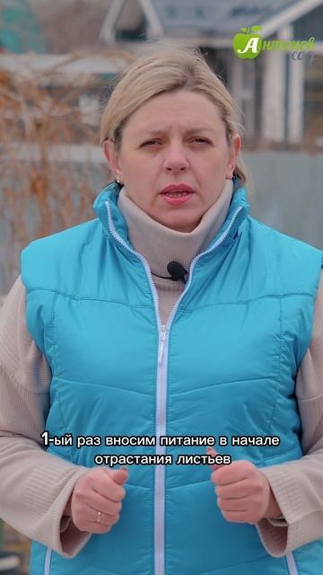 Уход за клубникой весной смотреть онлайн