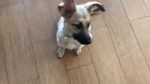 Ники ищет дом. Отдаем бесплатно. смотреть онлайн