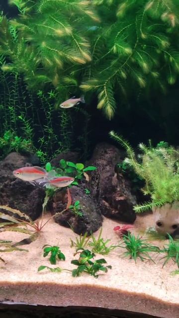 Увлекательный подводный мир