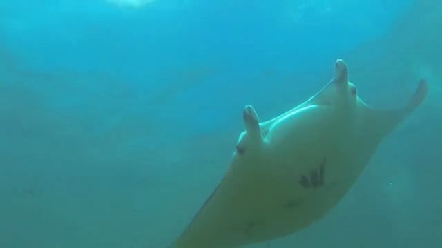 Остров Яп. Манты смотреть онлайн