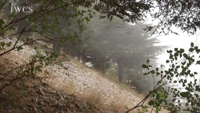 Cedars of Lebanon смотреть онлайн