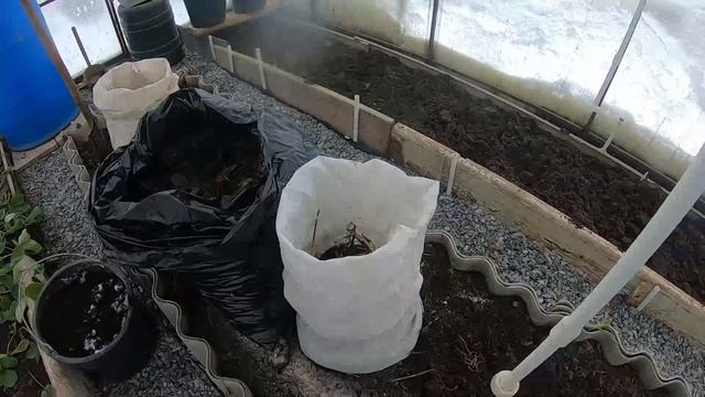 5 ноября 2022 Садово-огородный сезон закрыт! Клубника в теплице смотреть онлайн