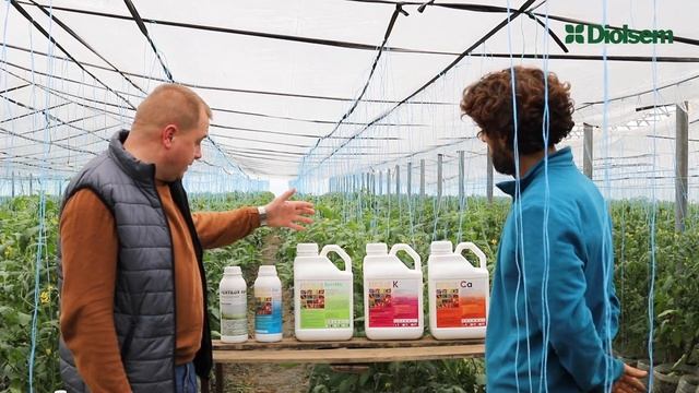 Îmbunătățirea recoltei agricole cu produsele Diolsem în sera de roșii a domnului Valentin Tomiță смотреть онлайн