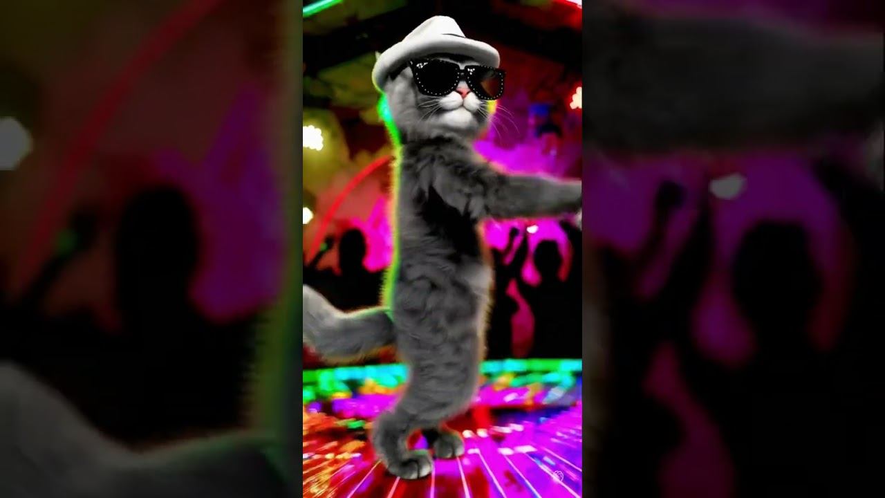 Disco Queen Cat Takes the Floor смотреть онлайн