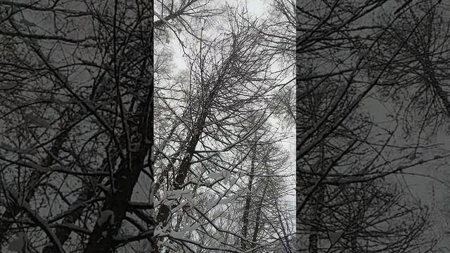 Зимний апрельский лес 08.04.2025 #shorts смотреть онлайн